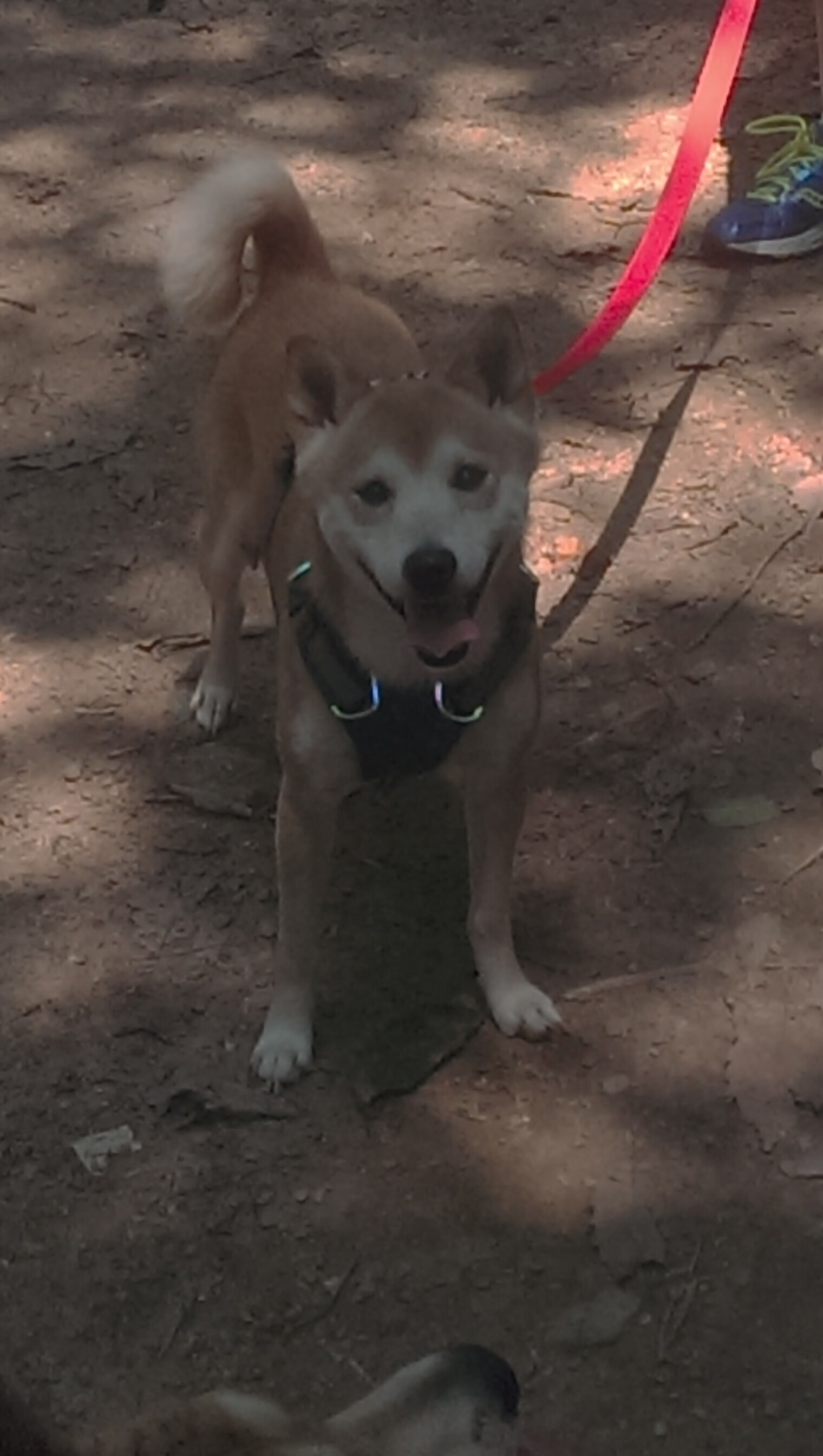 德甲比赛，数据显示球队中场控制率和战术执行力是取胜关键，德甲中场休息多久