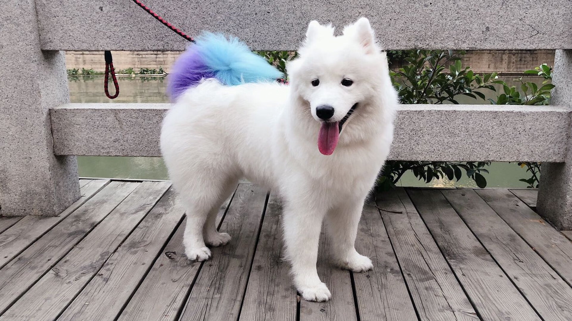 _篮网团队配合默契，持续占据联盟榜首_，篮网队介绍