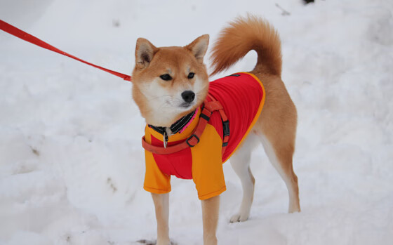 _篮网战绩优异，领跑联盟_，篮网领袖是谁